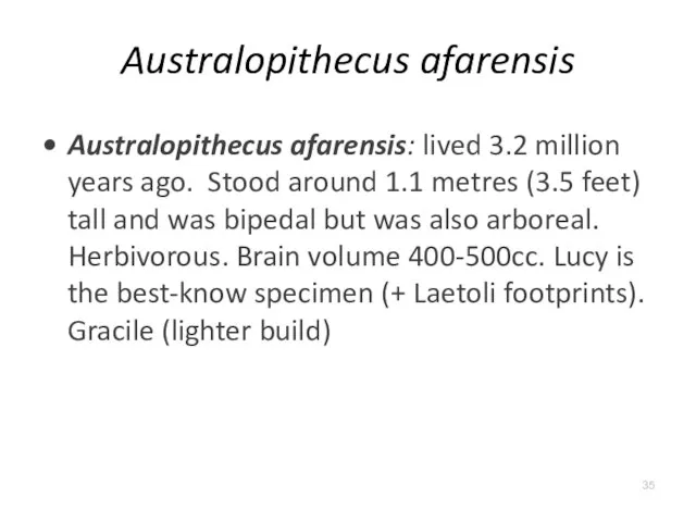 Australopithecus afarensis Australopithecus afarensis: lived 3.2 million years ago. Stood around