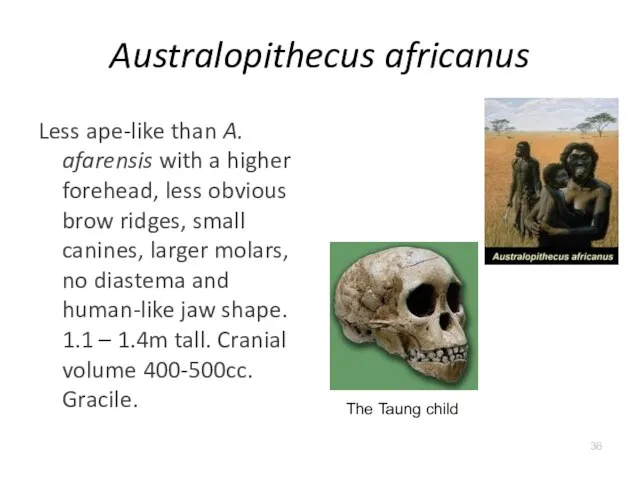 Australopithecus africanus Less ape-like than A. afarensis with a higher forehead,