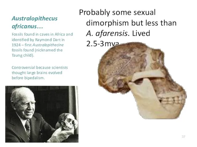 Australopithecus africanus… Probably some sexual dimorphism but less than A. afarensis.