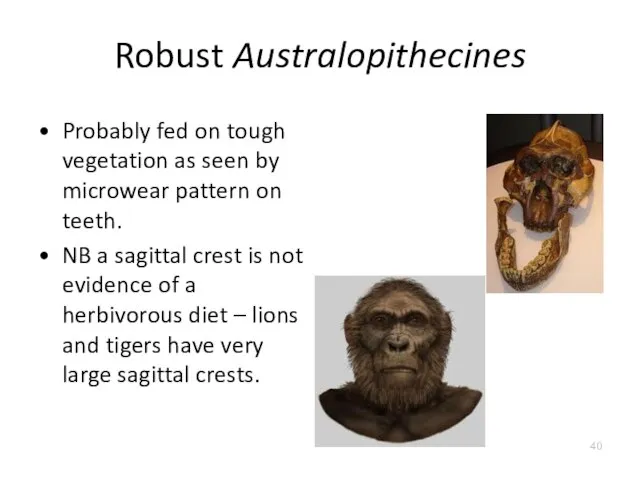 Robust Australopithecines Probably fed on tough vegetation as seen by microwear