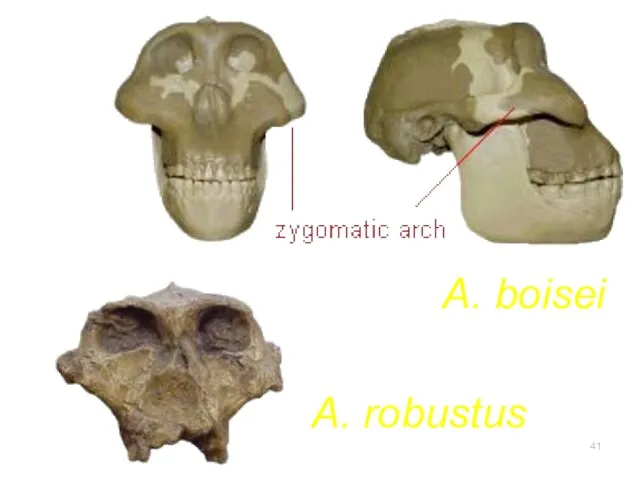 A. boisei A. robustus