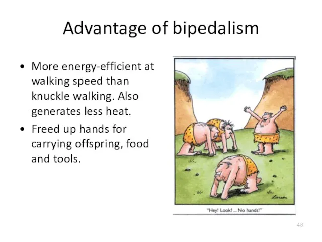 Advantage of bipedalism More energy-efficient at walking speed than knuckle walking.