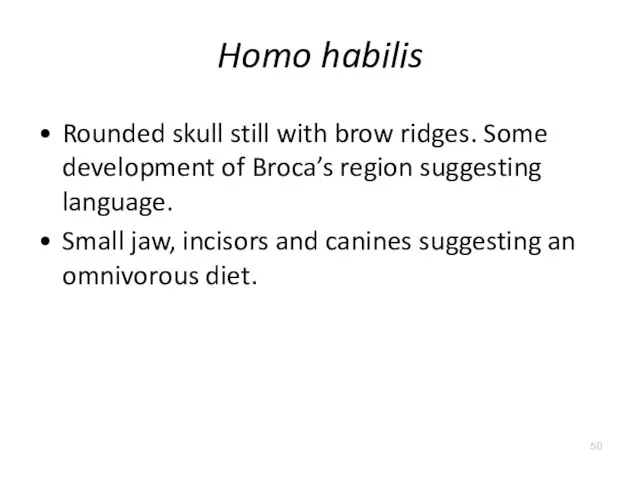 Homo habilis Rounded skull still with brow ridges. Some development of