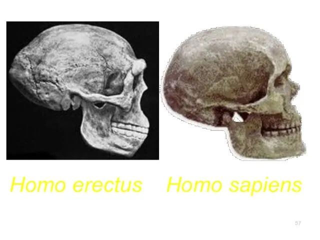 Homo erectus Homo sapiens