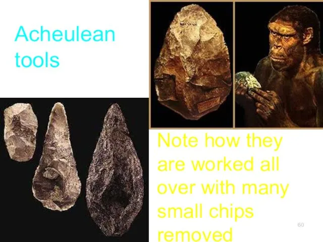 Acheulean tools Note how they are worked all over with many small chips removed