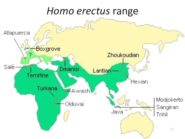 Homo erectus range