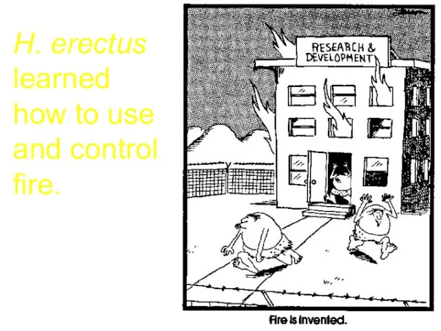 H. erectus learned how to use and control fire.