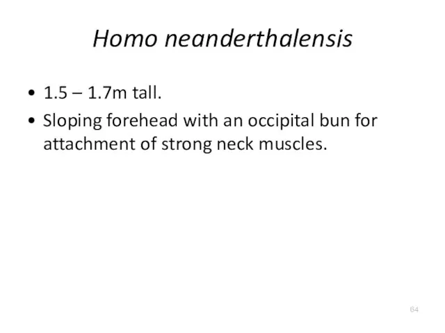 Homo neanderthalensis 1.5 – 1.7m tall. Sloping forehead with an occipital