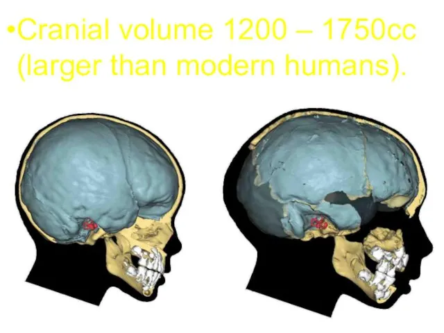 Cranial volume 1200 – 1750cc (larger than modern humans).