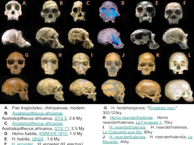 A. Pan troglodytes, chimpanzee, modern B. Australopithecus africanus. Australopithecus africanus, STS
