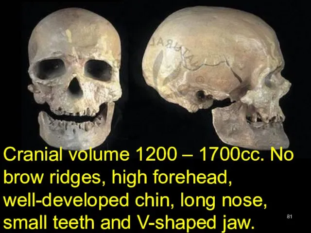 Cranial volume 1200 – 1700cc. No brow ridges, high forehead, well-developed