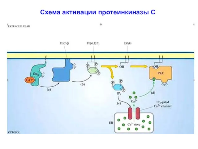 Схема активации протеинкиназы С