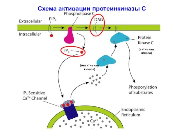 Схема активации протеинкиназы С (неактивная киназа) (активная киназа)