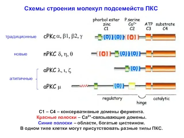 Схемы строения молекул подсемейств ПКС C1 – C4 – консервативные домены