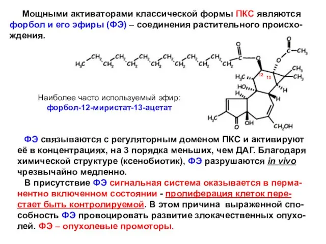 Мощными активаторами классической формы ПКС являются форбол и его эфиры (ФЭ)