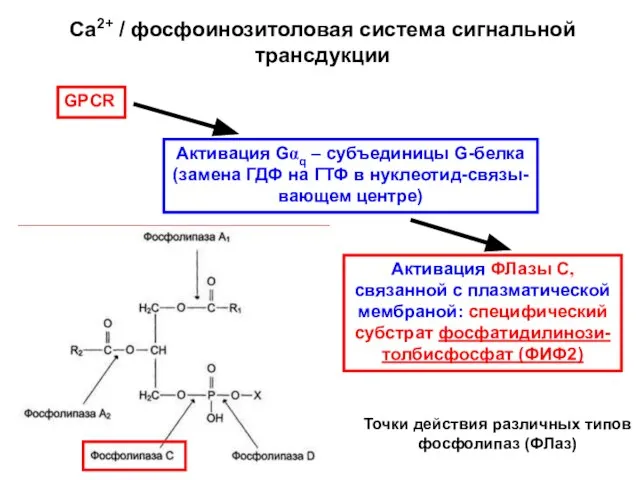 Са2+ / фосфоинозитоловая система сигнальной трансдукции GPCR Активация ФЛазы С, связанной