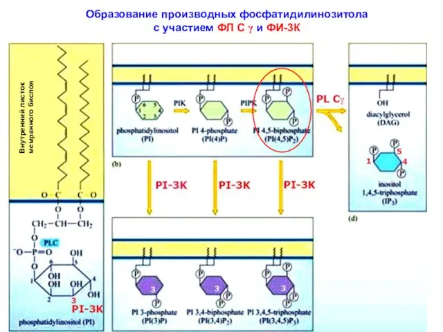 Образование производных фосфатидилинозитола с участием ФЛ С γ и ФИ-3К Внутренний листок мемранного бислоя