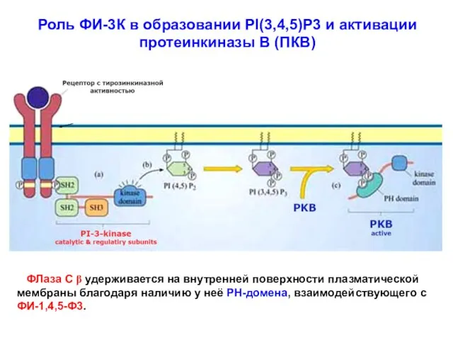 Роль ФИ-3К в образовании PI(3,4,5)P3 и активации протеинкиназы В (ПКВ) ФЛаза