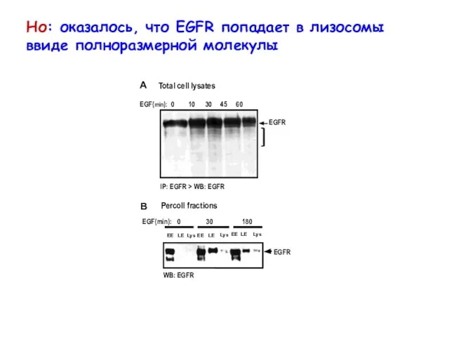 Но: оказалось, что EGFR попадает в лизосомы ввиде полноразмерной молекулы