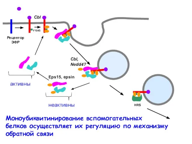 Cbl Cbl, Nedd4? Eps15, epsin Рецептор ЭФР Моноубиквитинирование вспомогательных белков осуществляет