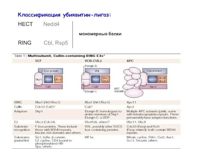 Классификация убиквитин-лигаз: HECT Nedd4 мономерные белки RING Cbl, Rsp5