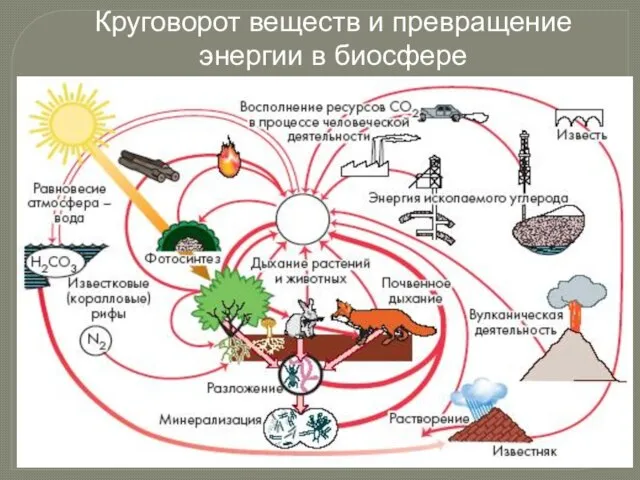 Круговорот веществ и превращение энергии в биосфере