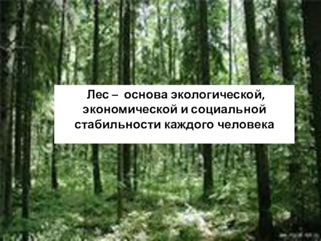 Лес – основа экологической, экономической и социальной стабильности каждого человека