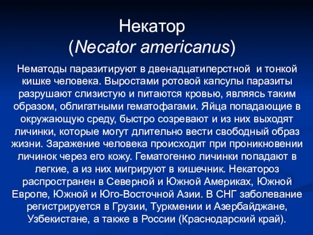 Некатор (Necator americanus) Нематоды паразитируют в двенадцатиперстной и тонкой кишке человека.