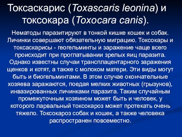 Токсаскарис (Toxascaris leonina) и токсокара (Toxocara canis). Нематоды паразитируют в тонкой