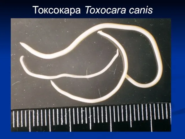 Токсокара Toxocara canis