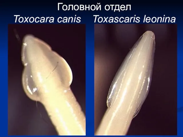 Головной отдел Toxocara canis Toxascaris leonina