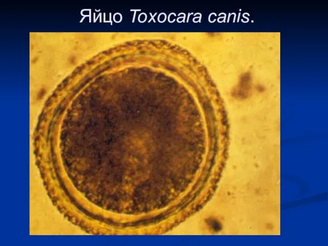 Яйцо Toxocara canis.