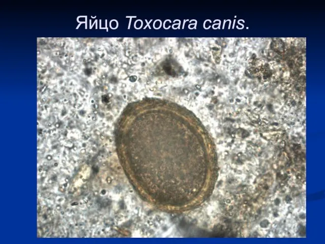 Яйцо Toxocara canis.