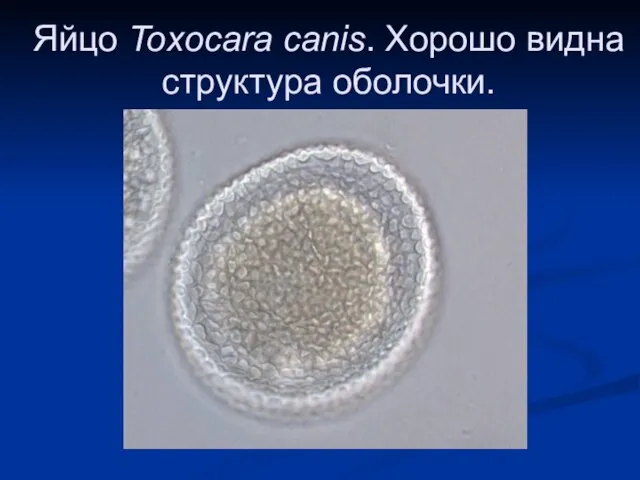 Яйцо Toxocara canis. Хорошо видна структура оболочки.