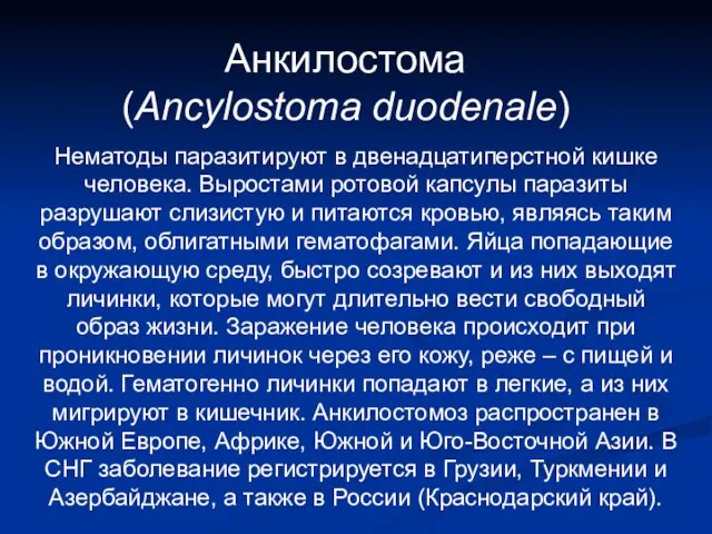 Анкилостома (Ancylostoma duodenale) Нематоды паразитируют в двенадцатиперстной кишке человека. Выростами ротовой