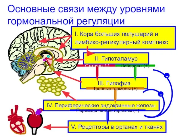 Основные связи между уровнями гормональной регуляции V. Рецепторы в органах и