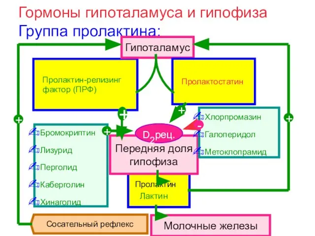 Гормоны гипоталамуса и гипофиза Группа пролактина: Пролактин Лактин Передняя доля гипофиза