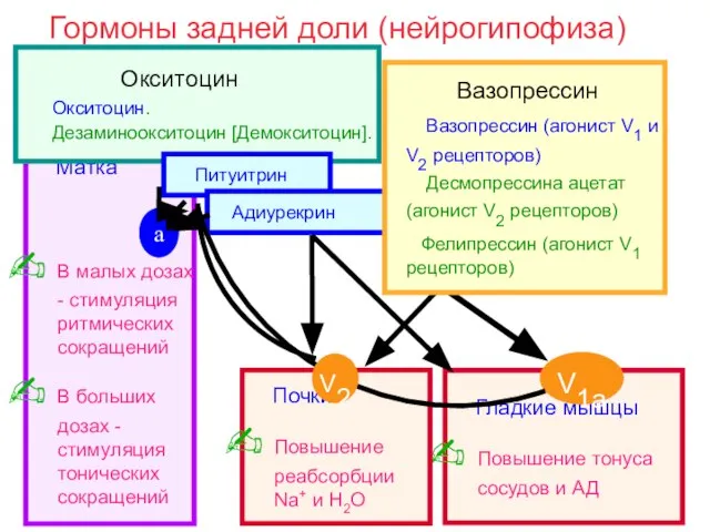 Матка В малых дозах - стимуляция ритмических сокращений В больших дозах