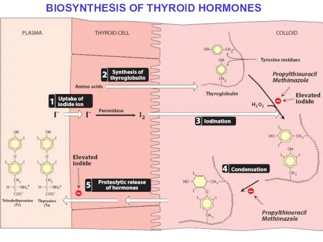 BIOSYNTHESIS OF THYROID HORMONES