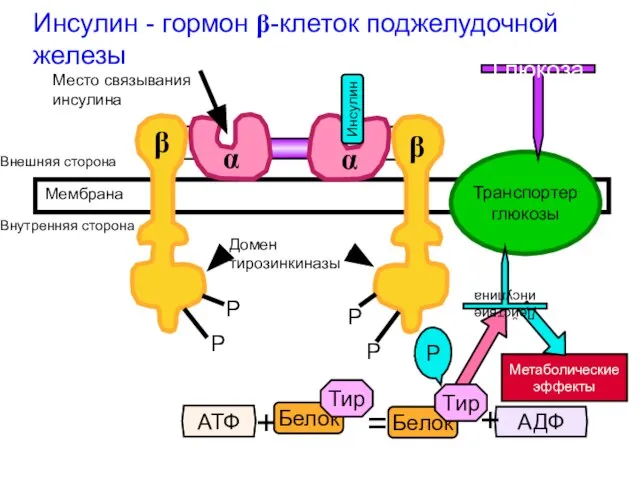 Метаболические эффекты Транспортер глюкозы P P P P Инсулин Домен тирозинкиназы