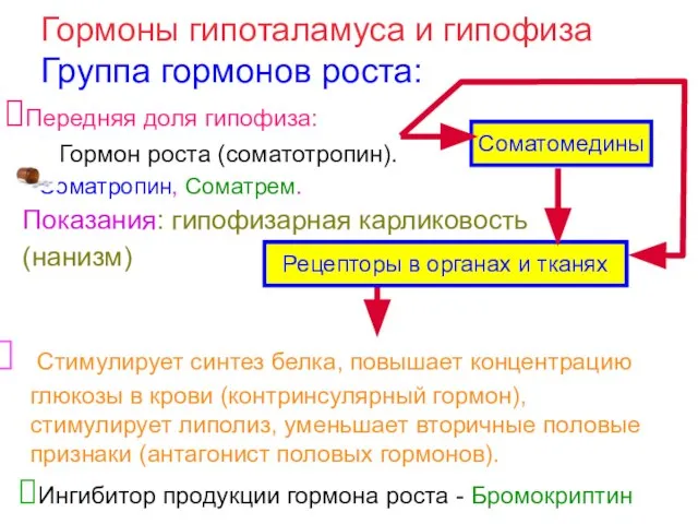 Передняя доля гипофиза: Гормон роста (соматотропин). Соматропин, Соматрем. Показания: гипофизарная карликовость