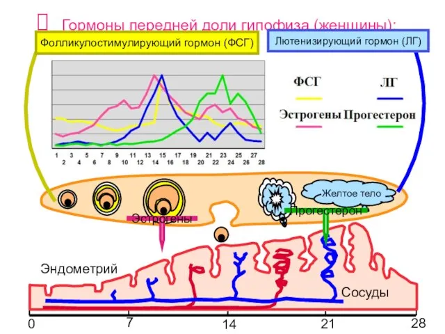 Гормоны передней доли гипофиза (женщины): 7 14 21 28 Эндометрий 0