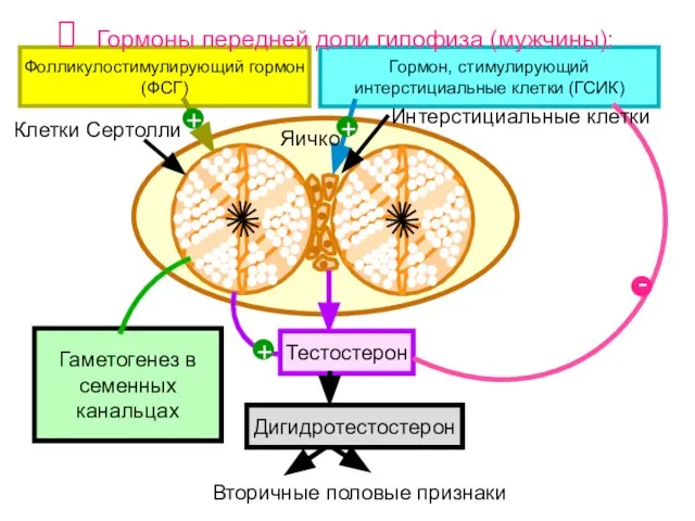 Фолликулостимулирующий гормон (ФСГ) Гормон, стимулирующий интерстициальные клетки (ГСИК) Гормоны передней доли