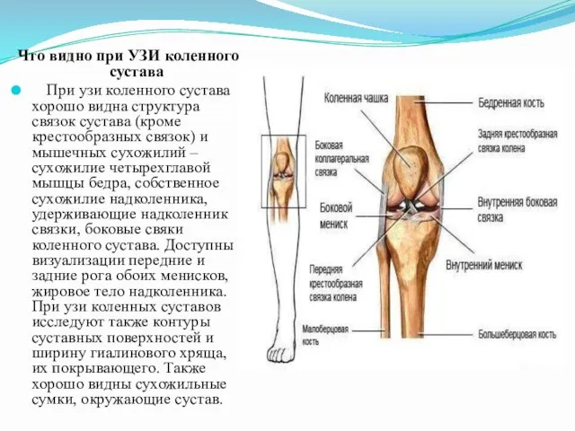 Что видно при УЗИ коленного сустава При узи коленного сустава хорошо