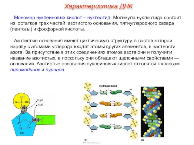 Мономер нуклеиновых кислот – нуклеотид. Молекула нуклеотида состоит из остатков трех