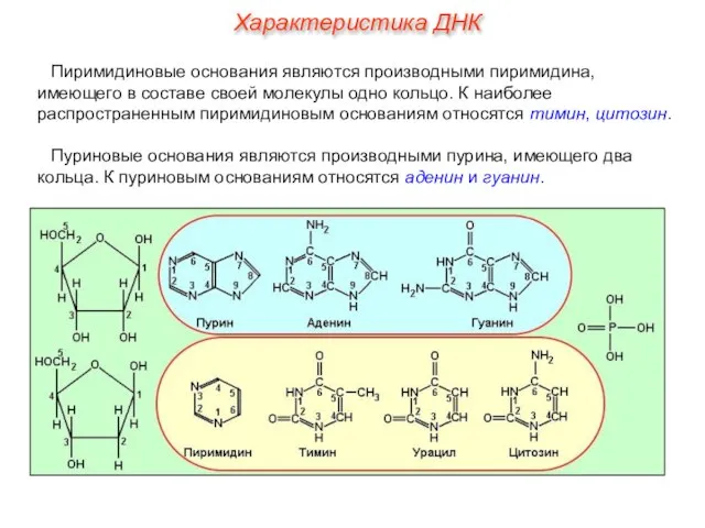 Пиримидиновые основания являются производными пиримидина, имеющего в составе своей молекулы одно