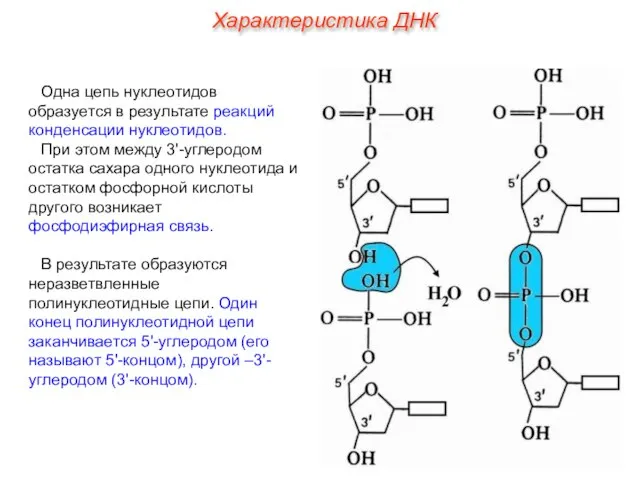 Одна цепь нуклеотидов образуется в результате реакций конденсации нуклеотидов. При этом