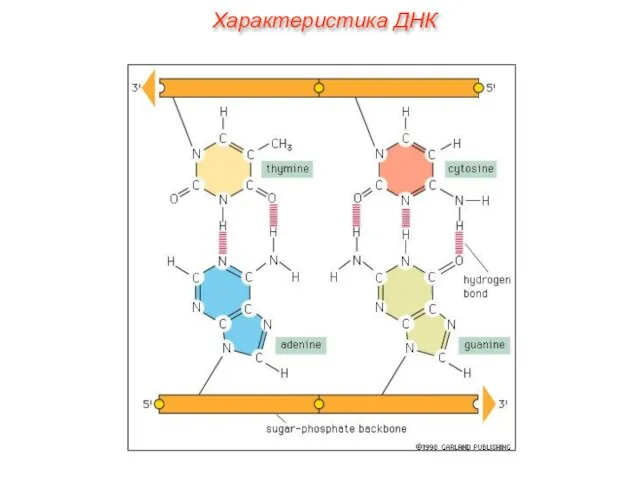 Характеристика ДНК