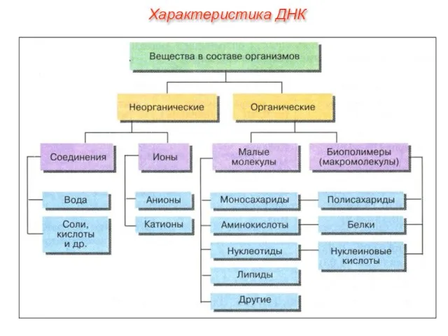 Характеристика ДНК