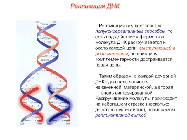 Репликация осуществляется полуконсервативным способом, то есть под действием ферментов молекула ДНК